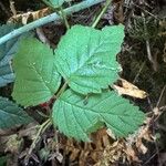 Rubus ursinus Leaf