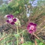 Geranium phaeum অভ্যাস