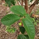 Psidium guajavaBlad