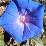 Ipomoea indicaBlüte