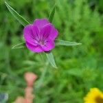 Agrostemma githagoFlors
