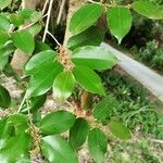 Chrysophyllum oliviforme Leaf