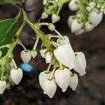 Arctostaphylos parryana 花