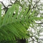 Polypodium cambricum Лист