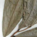 Duguetia granvilleana Otro
