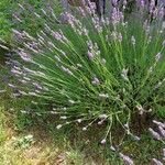 Lavandula angustifolia Habit