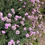 Armeria maritima Habitus
