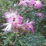 Calliandra brevipes Kvet