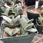 Gasteria pillansii Yaprak