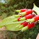 Psammisia penduliflora Flor