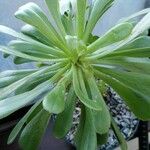 Aeonium undulatum Лист