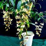 Clerodendrum nutans Çiçek
