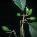 Siparuna decipiens Meyve