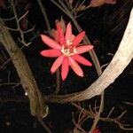 Passiflora glandulosa ᱵᱟᱦᱟ