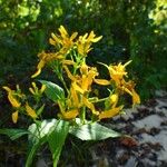 Verbesina occidentalis Flower