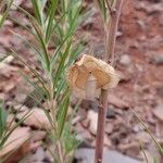 Gomphocarpus fruticosus Fruit