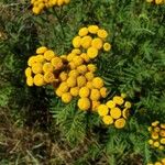 Tanacetum vulgareBlomma