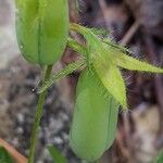 Crotalaria sagittalis Plod