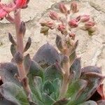 Echeveria affinis Агульны выгляд