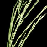 Leptochloa fusca 花