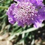 Lomelosia graminifolia फूल