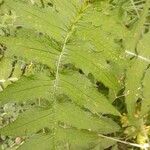 Cirsium erisithales Blad