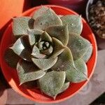 Echeveria purpusiorum Folha