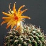Matucana intertexta Flower