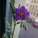 Solanum virginianum Λουλούδι