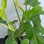 Philodendron bipennifolium Folha