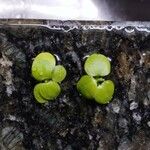 Hydrocharis laevigata Blatt