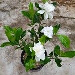 Jasminum sambac Buveinė