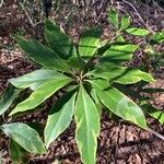 Illicium floridanum Blatt