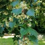 Tilia mongolica 葉