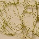 Zannichellia palustris Kabuk