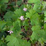 Geranium rotundifolium Habitus