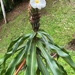 Dimerocostus strobilaceus Hoja