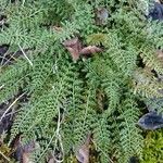 Asplenium fontanum Feuille