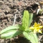 Hypoxis hirsuta Foglia