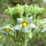 Solanum abutiloides Žiedas