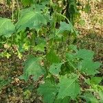 Smallanthus uvedalia Leaf