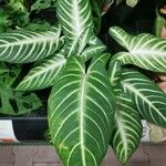 Caladium lindenii Feuille