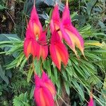 Masdevallia veitchiana Fleur
