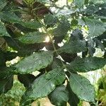 Harpephyllum caffrum Листок