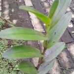 Epidendrum ibaguense Foglia