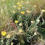 Achillea filipendulina Habitat