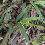 Oplismenus compositus Leaf