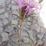 Atractylis humilis Flower