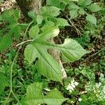 Morus rubra Leaf