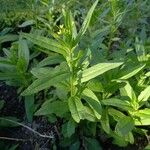 Camelina sativa Habitatea